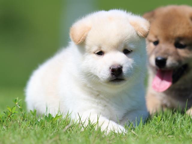 FP5A7334-puppy FP5A7334-puppy