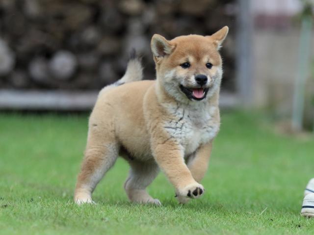 fp5a7340-puppy fp5a7340-puppy