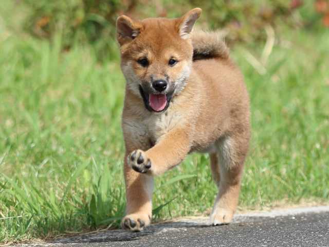 fp5a7350-puppy fp5a7350-puppy