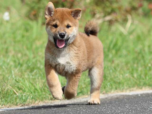 fp5a7352-puppy fp5a7352-puppy