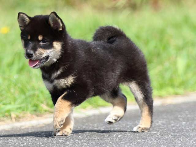 fp5a7362-puppy fp5a7362-puppy