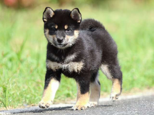 fp5a7364-puppy fp5a7364-puppy