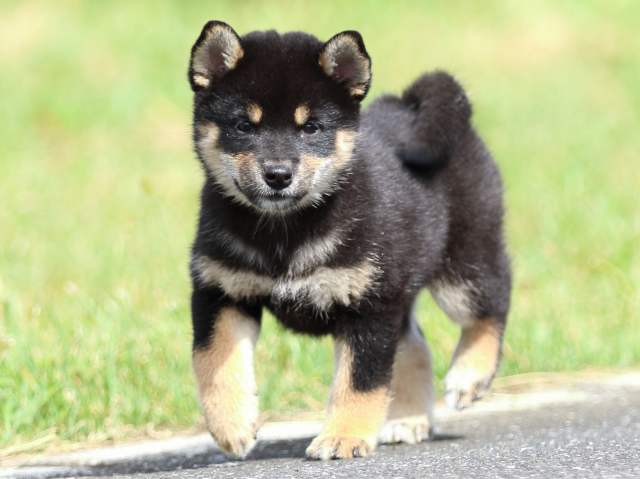 fp5a7376-puppy fp5a7376-puppy