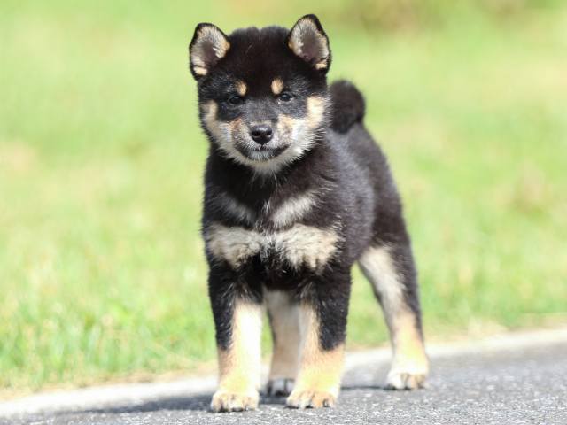 fp5a7384-puppy fp5a7384-puppy