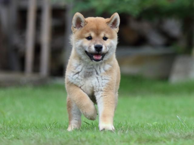 fp5a7414-puppy fp5a7414-puppy