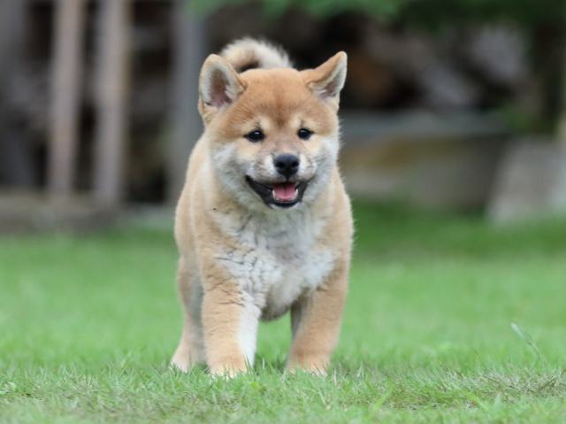 fp5a7415-puppy fp5a7415-puppy