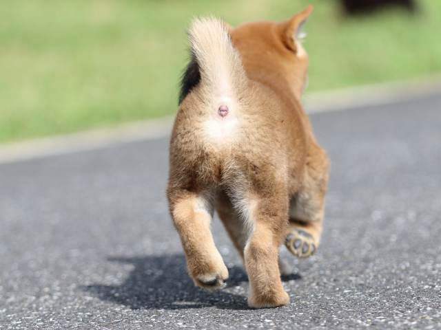 fp5a7419-puppy fp5a7419-puppy