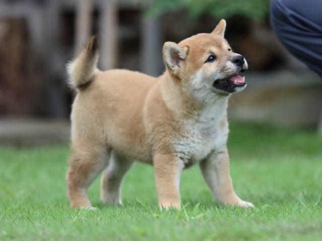 fp5a7419-puppy fp5a7419-puppy