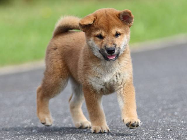 fp5a7430-puppy fp5a7430-puppy