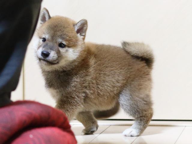 fp5a7448-puppy fp5a7448-puppy
