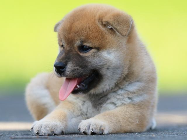 FP5A7459-puppy FP5A7459-puppy