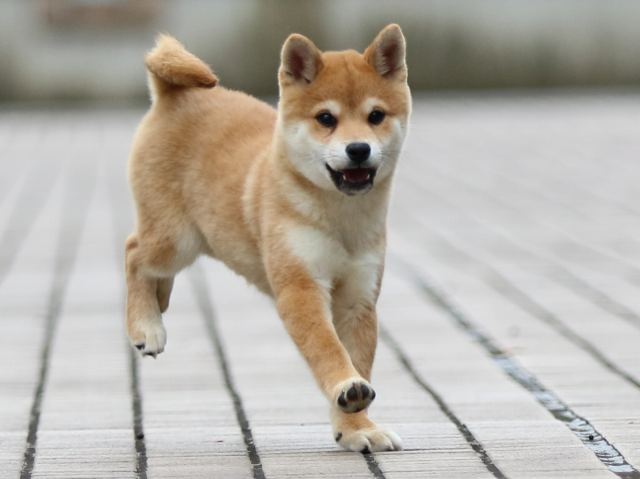 fp5a7469-puppy fp5a7469-puppy
