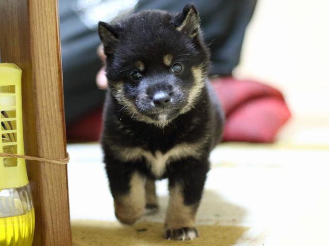 fp5a7474-puppy fp5a7474-puppy