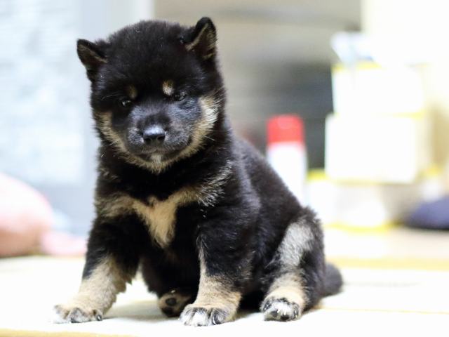 fp5a7519-puppy fp5a7519-puppy