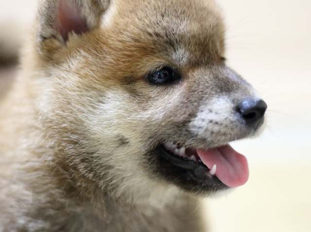 fp5a7522-puppy fp5a7522-puppy