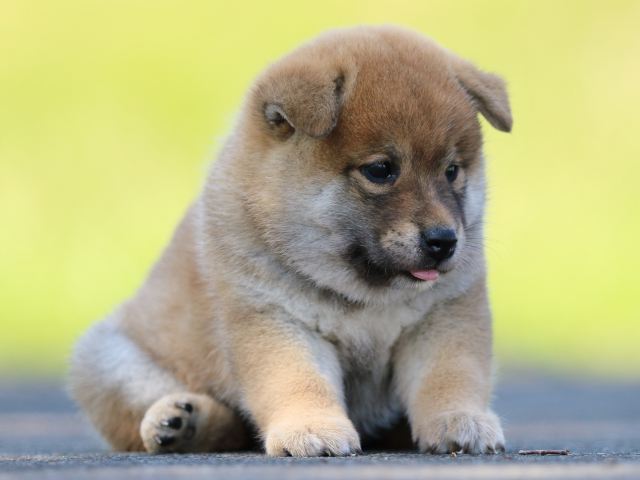 FP5A7527-puppy FP5A7527-puppy