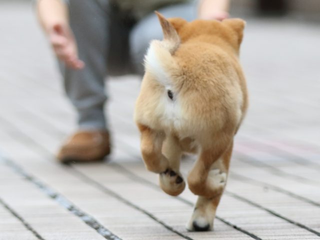 fp5a7533-puppy fp5a7533-puppy