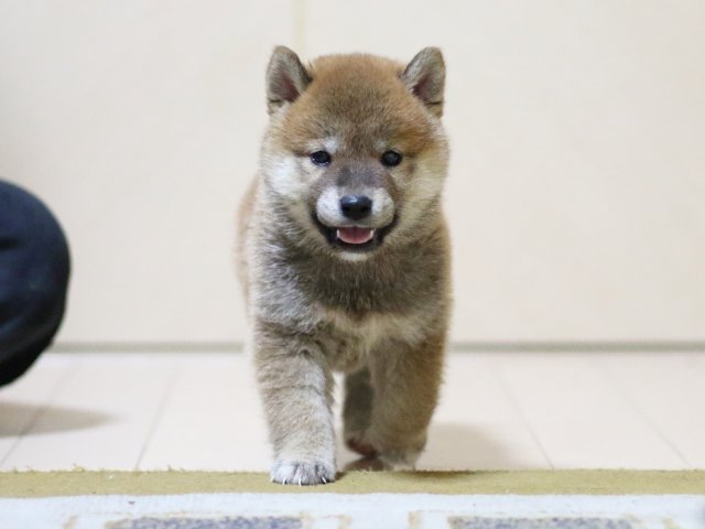 fp5a7553-puppy fp5a7553-puppy