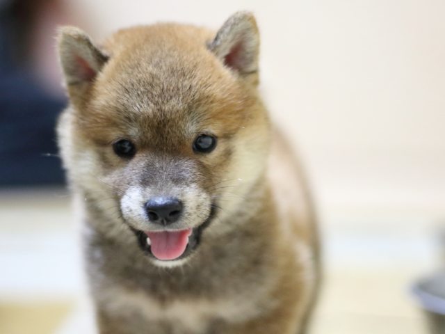 fp5a7564-puppy fp5a7564-puppy