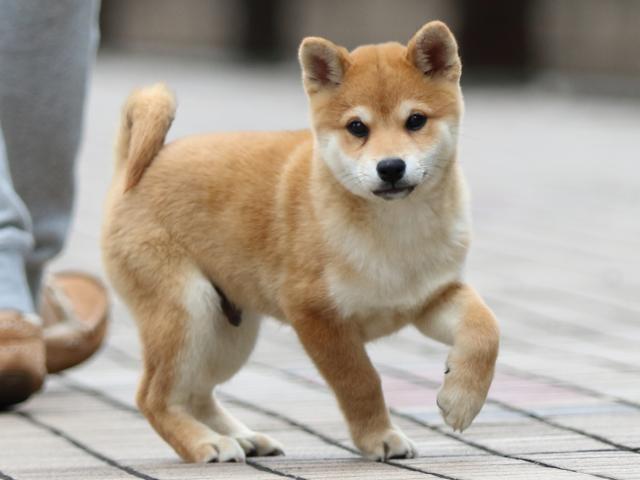 fp5a7570-puppy fp5a7570-puppy
