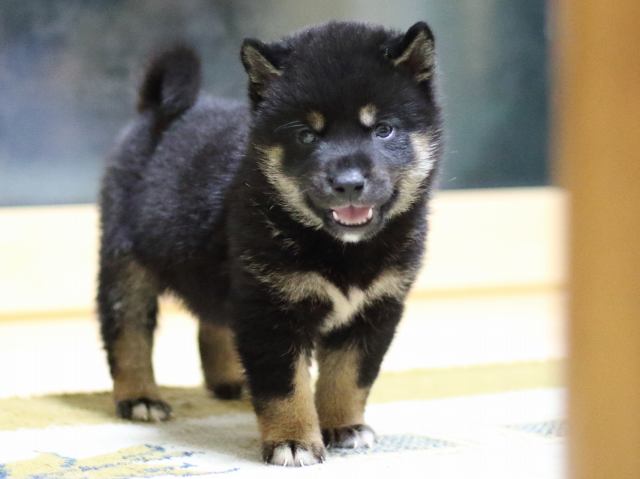 fp5a7584-puppy fp5a7584-puppy