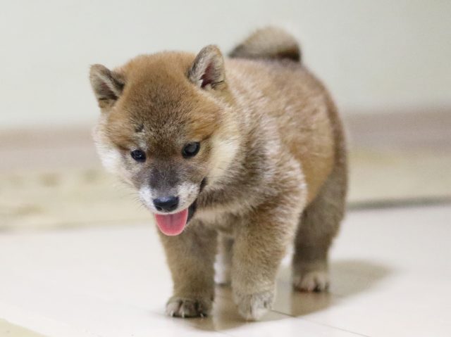 fp5a7610-puppy fp5a7610-puppy