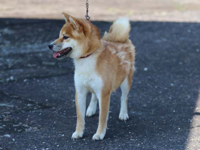 FP5A7623-puppy FP5A7623-puppy