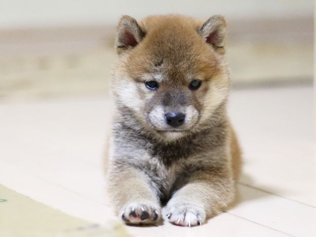 fp5a7633-puppy fp5a7633-puppy