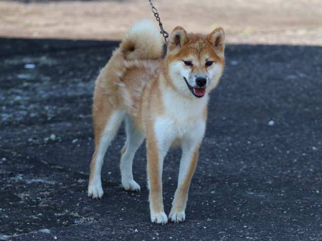 FP5A7633-puppy FP5A7633-puppy
