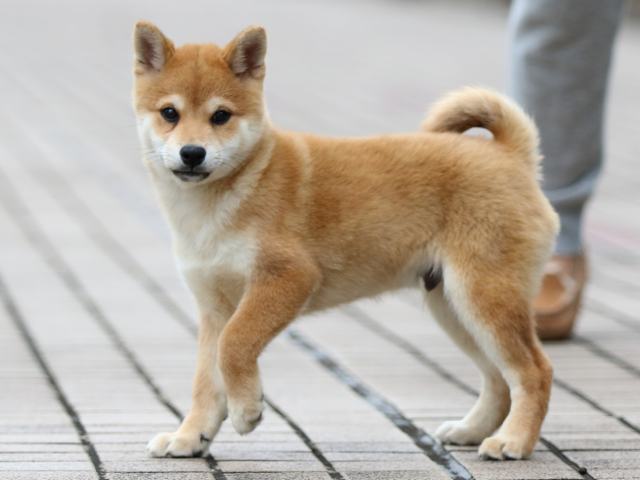 fp5a7682-puppy fp5a7682-puppy
