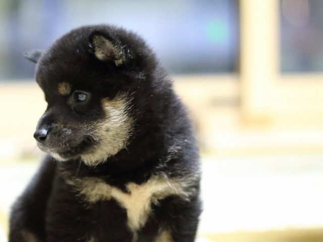 fp5a7693-puppy fp5a7693-puppy