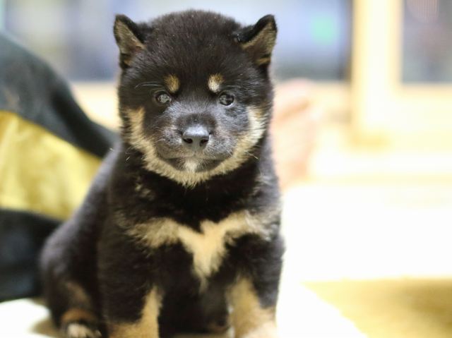 fp5a7698-puppy fp5a7698-puppy