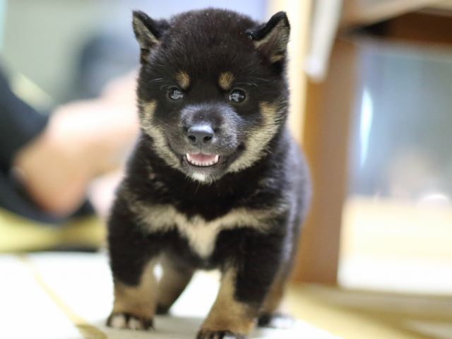 fp5a7738-puppy fp5a7738-puppy