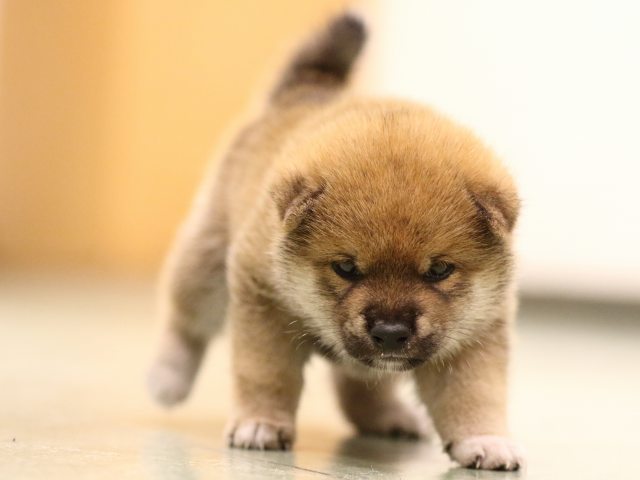 fp5a7801-puppy fp5a7801-puppy