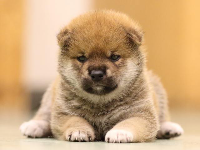 fp5a7842-puppy fp5a7842-puppy