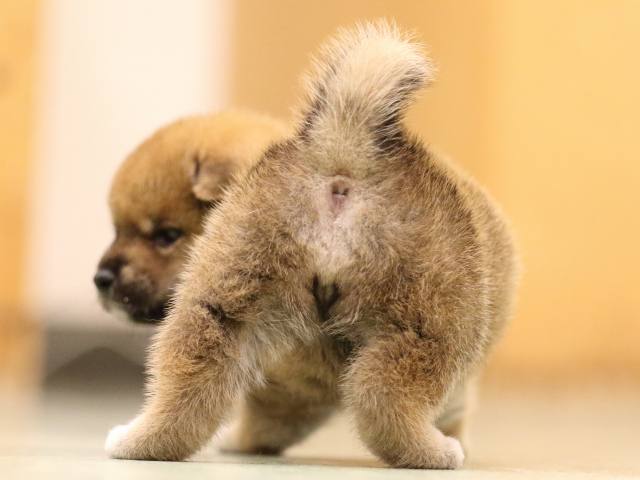 fp5a7854-puppy fp5a7854-puppy