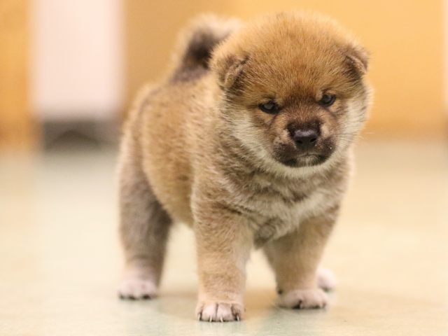 fp5a7921-puppy fp5a7921-puppy