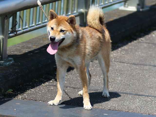 FP5A7933-puppy FP5A7933-puppy
