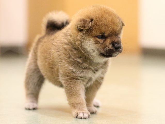 fp5a7934-puppy fp5a7934-puppy