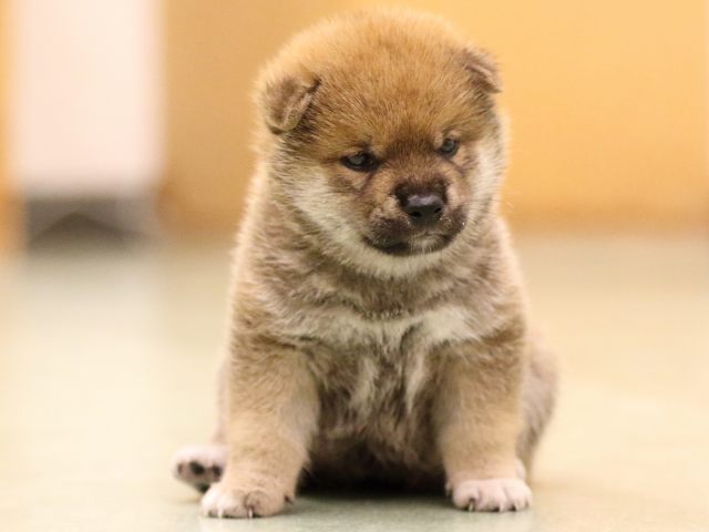 fp5a7937-puppy fp5a7937-puppy