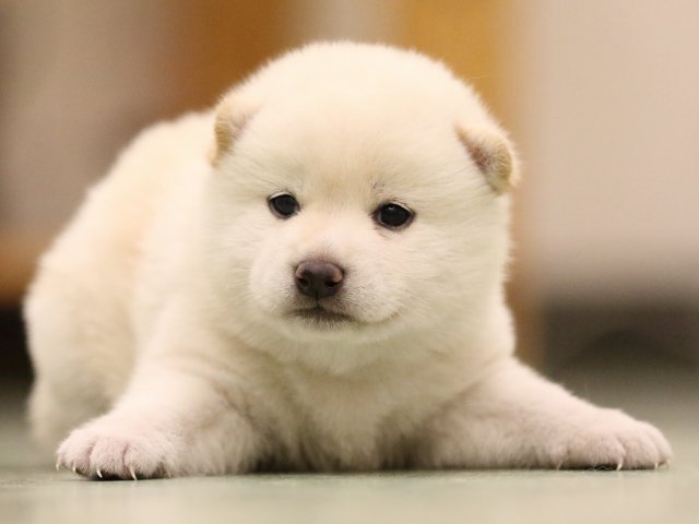 fp5a7952-puppy fp5a7952-puppy