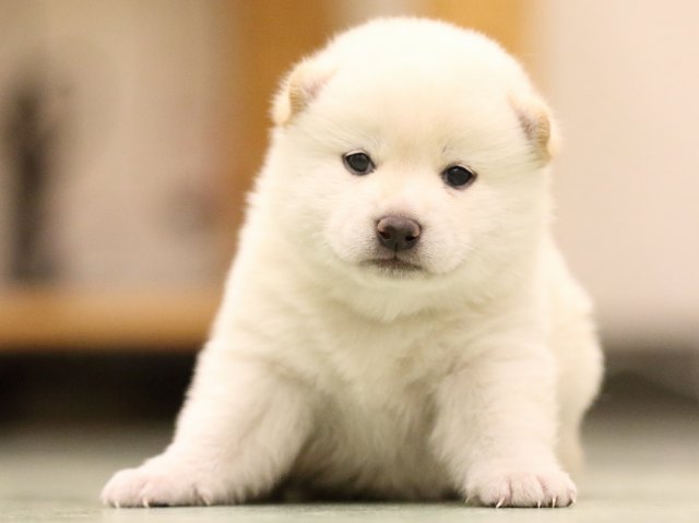 fp5a7971-puppy fp5a7971-puppy