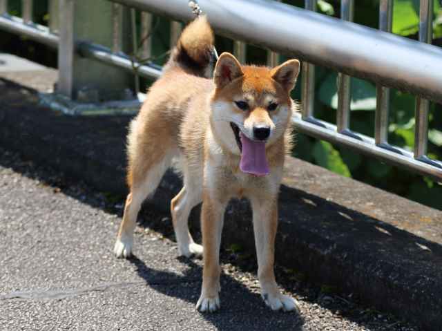 FP5A7979-puppy FP5A7979-puppy