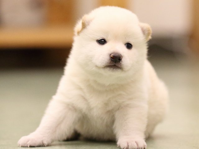 fp5a7982-puppy fp5a7982-puppy