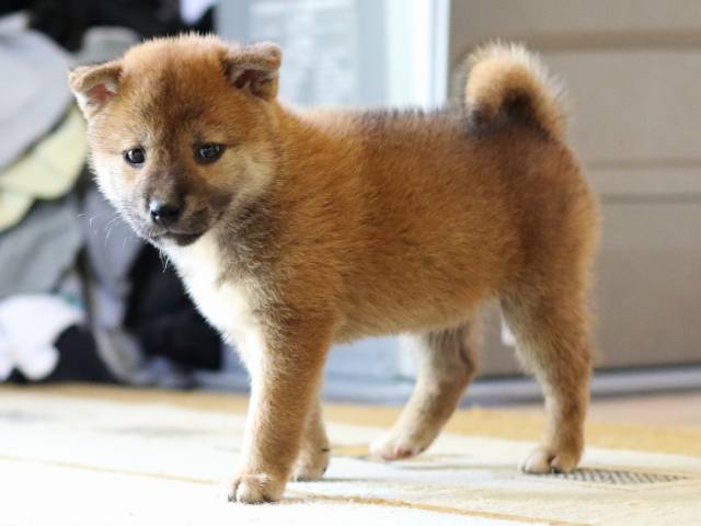 FP5A8017-puppy FP5A8017-puppy