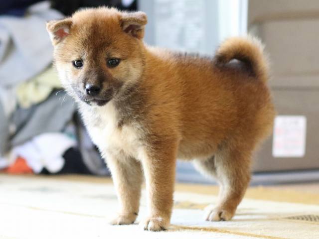 FP5A8022-puppy FP5A8022-puppy