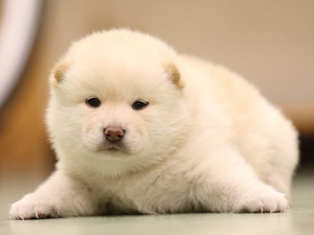 fp5a8025-puppy fp5a8025-puppy