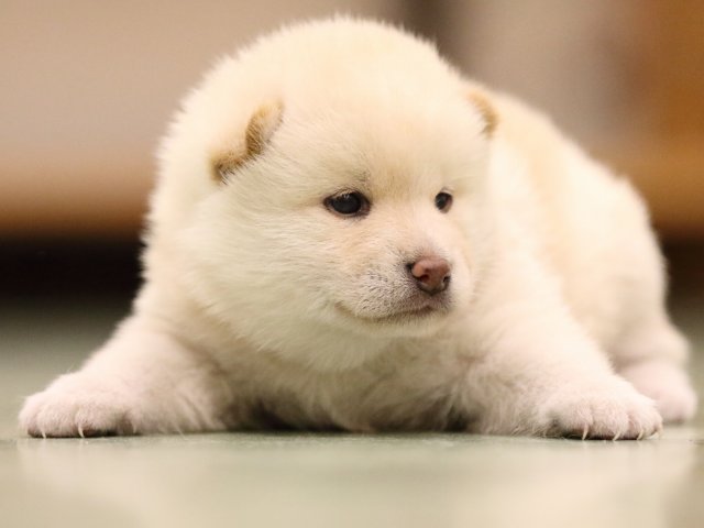 fp5a8029-puppy fp5a8029-puppy