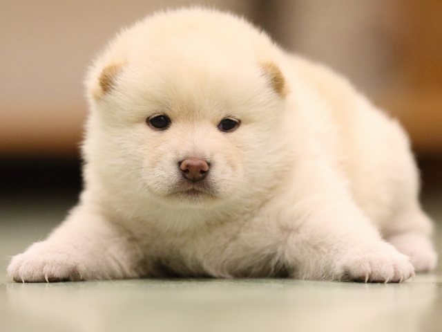 fp5a8033-puppy fp5a8033-puppy