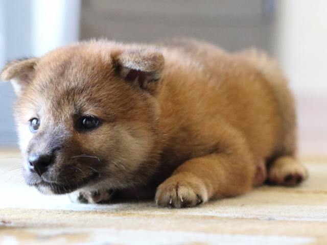 FP5A8034-puppy FP5A8034-puppy